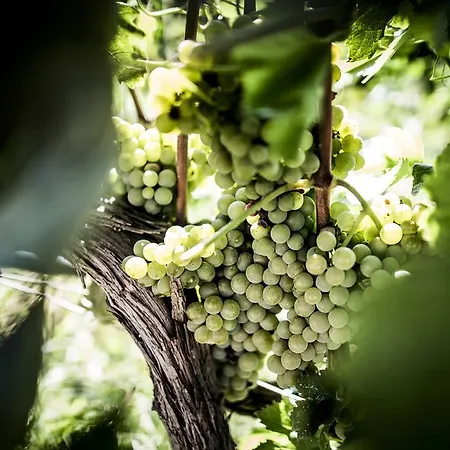 Il Giriatello Gospodarstwo agroturystyczne *