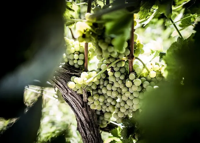 Il Giriatello Bauernhof *